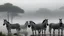 Placeholder: A group of zebras standing in a shallow body of water, with a foggy, misty landscape in the background featuring silhouetted trees or structures