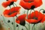 Placeholder: Poppies in the style of Oskar koller