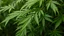 Placeholder: create a hemp plant and focus on a group of leaves, they have some water drops but no too exagerated, make the photo nearer and the water frops bigger, the background is like in a jungle
