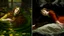 Placeholder: Symbolist Paintings (e.g., Gustav Klimt’s Water Serpents or John Everett Millais’ Ophelia).