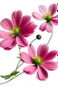 Placeholder: two pink cosmos flowers isolated on white