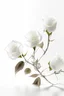 Placeholder: All white textured white transparent leaves of glassy roses branch in a white background