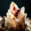 Placeholder: Ultra realistic macro photography of biomorphic crystal formation, soft ivory organic tissue fused with obsidian crystal growth, controlled studio macro lighting with dual softboxes + subtle back rim light, specular highlights on crystal edges, shallow depth of field, 100mm macro lens look, ultra photorealistic, 8k