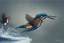 Placeholder: A beautiful kingfisher diving out of water, fish in beak. Waterpearls on feathers. Highly detailed, smooth colours, realistic landscape