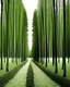 Placeholder: The green woods on the left and the dry woods on the right are symmetrical on the left and right. One person planted trees.