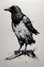 Placeholder: Crow black and white pen ink