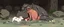 Placeholder: realistic anime hippo pimp with fluffy hair, doing dog things and eating small dog in the style of fallout 4 and giger and escher