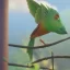 Placeholder:  bird