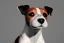 Placeholder: jack Russell terrier dog short hair black white brown