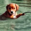 Placeholder: a puppy swimming in the water with headphones