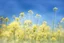 Placeholder: bottom is detailed canola blooming with green stems, top is sky, photography,