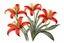 Placeholder: Western Red Lily illustration on white background