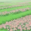 Placeholder: gravel road, pink roses field