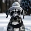 Placeholder: gray miniature schnauzer winter christmas