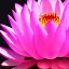 Placeholder: beautiful pink flower lotus