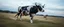 Placeholder: hi speed rc drone cow, motion blur, through fields