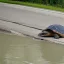 Placeholder: turtle crossing bridge