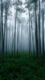 Placeholder: Field of bamboos gray trees in the swamp , dim light , foggy, sad, cloudy, atmosphere,