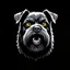 Placeholder: head of an angry scruffy black terrier on black background, yellow eyes, defined teeth, turned to the side, illustration