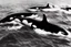 Placeholder: An orca army pod fighting in WW2, swimming up a stream to attack, orca insurgents, armored orcas