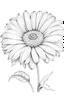 Placeholder: line drawing of a gerbera daisy