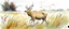 Placeholder: dynamic composition of an Elk off-center in a prairie field, wild grasses and bushes in corners of foreground, wildlife illustration