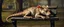 Placeholder: master oil painting by Rembrandt, fat old rat dragon sleeping on a bench in the park