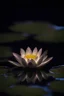 Placeholder: a night scene with a luminous water lily, emitting light from within, floating on the surface of a water, water reflection