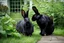 Placeholder: Photograph of a GIANT black rabbit standing next to a house