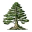 Placeholder: Syberian Cedar vector simple