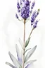 Placeholder: Watercolor painting of a lavender flower, white background, high quality, 8K