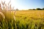 Placeholder: a wild grass clearing next to an ideal farm field, sunny day, product photo setting