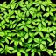 Placeholder: plants against black background