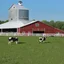 Placeholder: low angle scenic photo of a modern Dairy farm