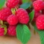 Placeholder: raspberry, plain background