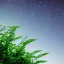 Placeholder: green plants against a stary sky