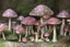 Placeholder: prompt 26: Enchanted forest mushrooms::1 luminous caps, mystical glen, fairy realm, macro fantasy, nature::0.9 magical, mushrooms, forest, enchanting, fantasy::0.7-ar 16:9 --v 5.2 --s 250