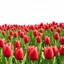 Placeholder: 8k 3d realistic seamless field of red coloured tulips long