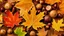 Placeholder: Theme Autumn. Triple exposure. Bottom layer is a misty view of an autumnal forest, leaves changing colour, fallen leaves on the ground. Second layer shows chestnuts, acorns, berries from a closer viewpoint. Top layer is almost transparent and shows a large perfect autumnal maple leaf. The whole image melds together into a commentary on the beauty of the autumn season in nature.