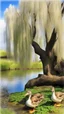 Placeholder: old willow tree by the river 2 lovely ducks are in the water