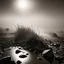 Placeholder: A striking quality Ilford photograph captures a wasteland with liquid and stars, Amano, Audubon, creepy, details of the dust and liquids very accentuated, glossy organic mass, vegetation, adorned with minerals and rocks. Bathed in intense light, eerie, Max Ernst style, white sun, fog