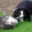 Placeholder: Badger playing with cat