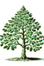 Placeholder: Ohio Buckeye tree, painted illustration on a white background