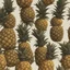 Placeholder: Concept abstract shape of a pineapple "stages"