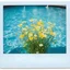 Placeholder: Buttercups in a swimming pool, old damaged white framed polaroid, bokeh effect