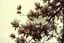 Placeholder: Melancholic, ultra-realistic vintage polaroid photograph of a The magnolia tree, soft light of a cloudy sky, atmosphere of quiet sadness and timeless beauty, cinematic, hyper-detailed, emotional and mesmerizing, bloom