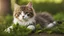 Placeholder: Pet cat