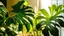 Placeholder: Monstera or Swiss Cheese plant in the sun. Beautiful combination of colors: green, white, yellow. Stylish and minimalistic urban jungle interior