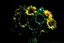 Placeholder: Create small bouquet green sunflower colour and black background