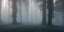 Placeholder: Deep forest with tall trees, misty, light rays, day time, bushes